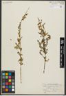 Foto von Salix amygdaloides Andersson